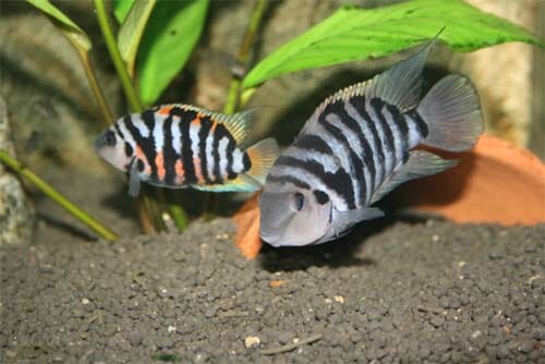 Convict Cichlid | A to Z Guide – Care, Tank Mates, Size, and Diet
