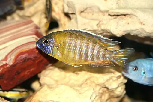 Peacock Cichlid | A to Z Guide – Care, Tank Mates, Size, and Diet