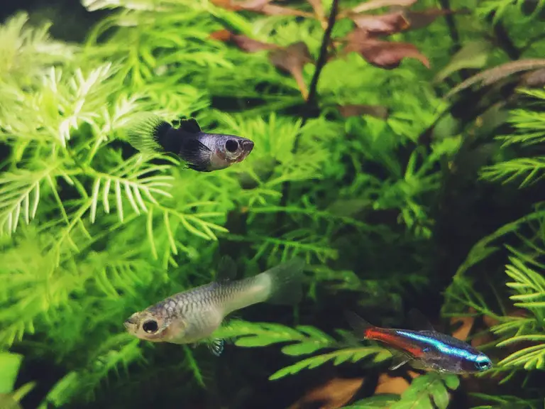 Neon Tetra | A to Z Guide – Care, Tank Mates, Size, and Diet