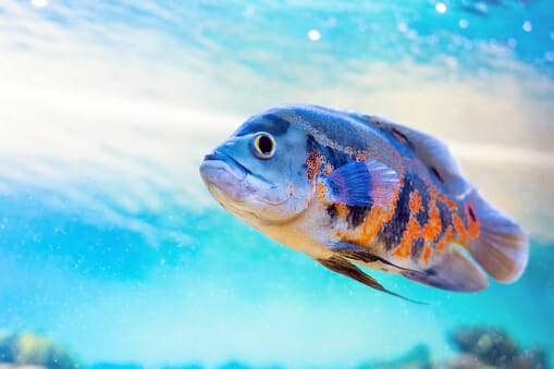 Oscar Fish | A to Z Guide – Care, Tank Mates, Size, and Diet