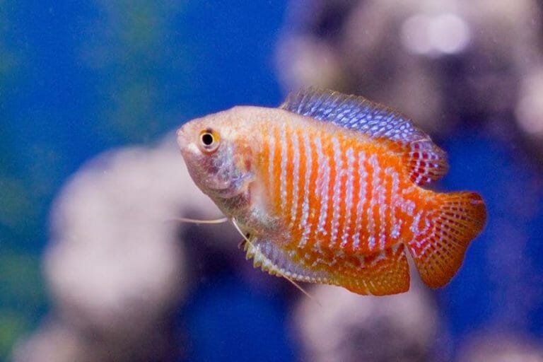 Dwarf Gourami | A to Z Guide – Care, Tank Mates, Size, and Diet