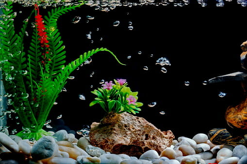 How to Clean Aquarium Rocks