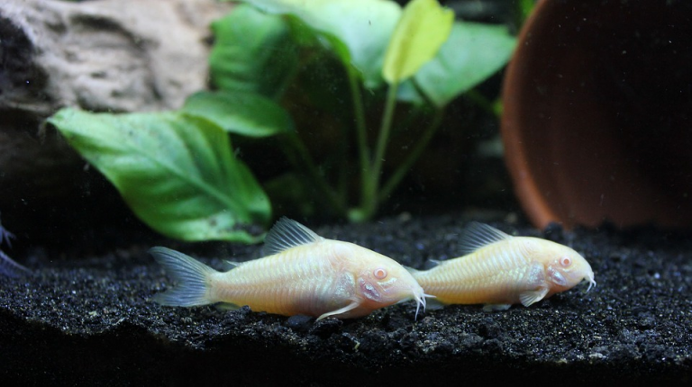 Cory Catfish | A to Z Guide – Care, Tank Mates, Size, and Diet