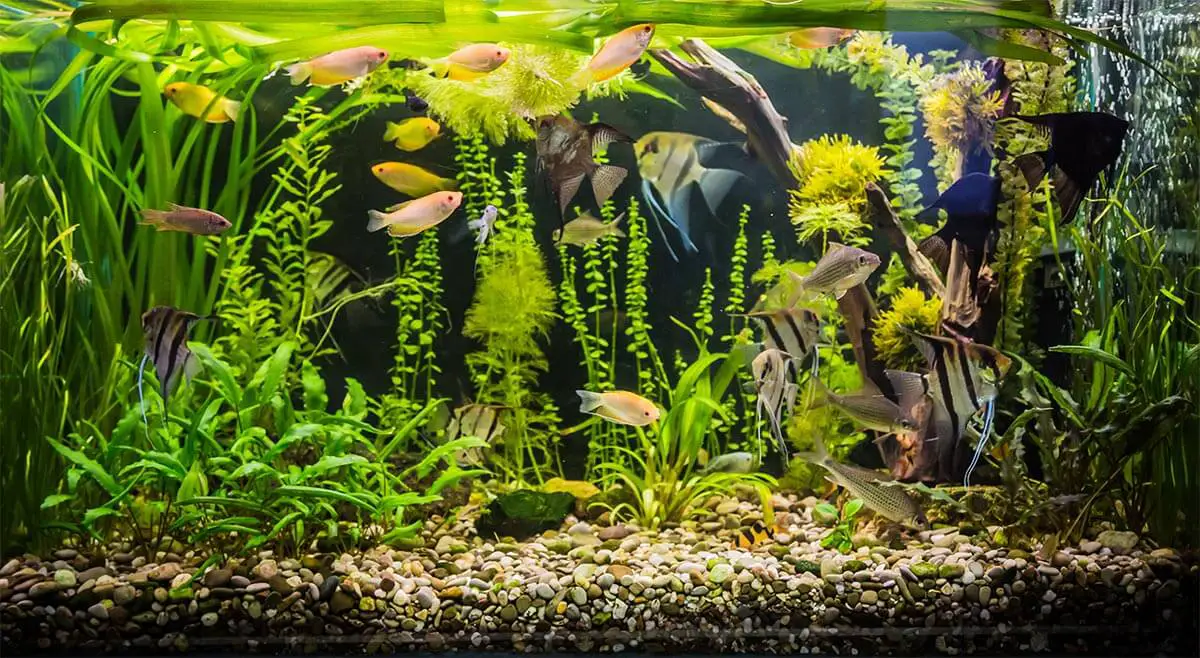 How to Cool Down an Aquarium Without a Chiller - HomeTanks