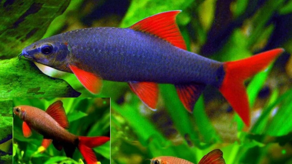 How Much Does A Rainbow Shark Cost at Traci Leach blog