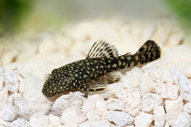 Bristlenose Pleco | A to Z Guide – Care, Tank Mates, Size and Diet