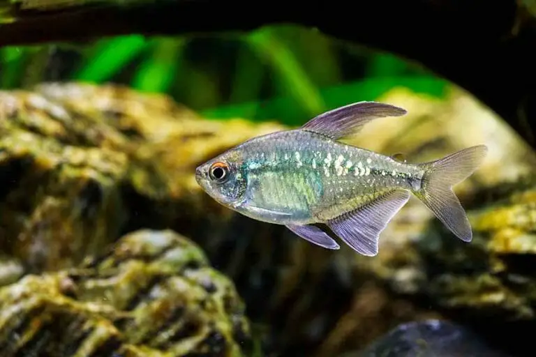 Diamond Tetra | A to Z Guide – Care, Tank Mates, Size and Diet