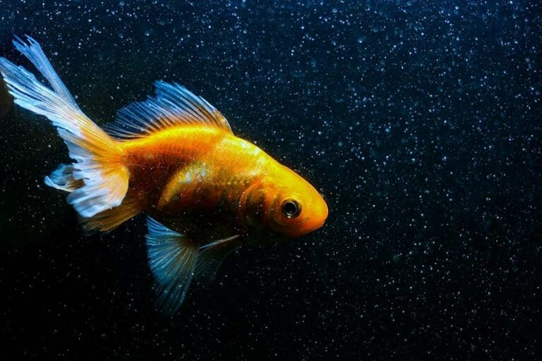 Fantail Goldfish | A to Z Guide – Care, Tank Mates, Size and Diet
