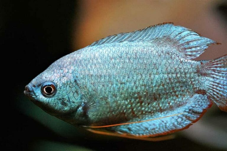 Blue Gourami | A to Z Guide – Care, Tank Mates, Size and Diet