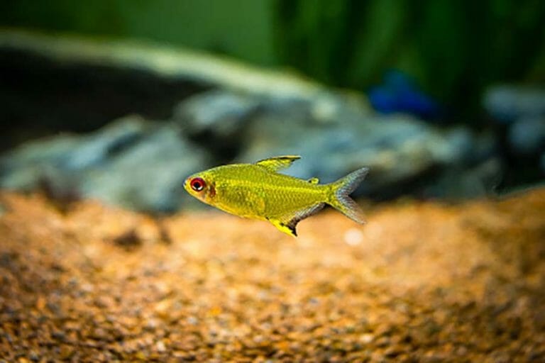 Lemon Tetra | A to Z Guide – Care, Tank Mates, Size and Diet