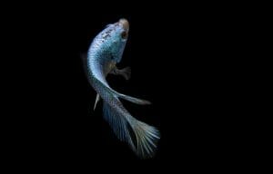 How Long Can A Betta Fish Live Without Food - HomeTanks