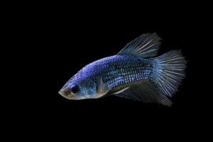 How Long Can A Betta Fish Live Without Food - HomeTanks