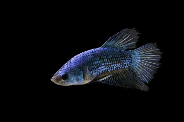How Long Can A Betta Fish Live Without Food