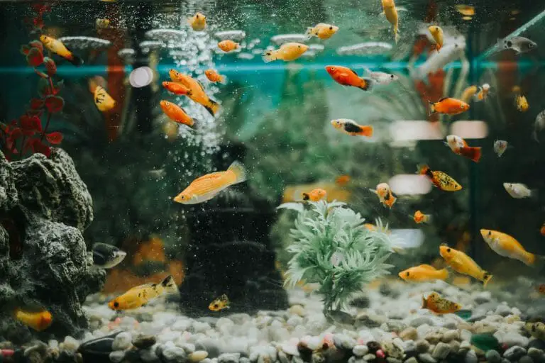 How to Move an Aquarium Across the Room – The Ultimate Guide