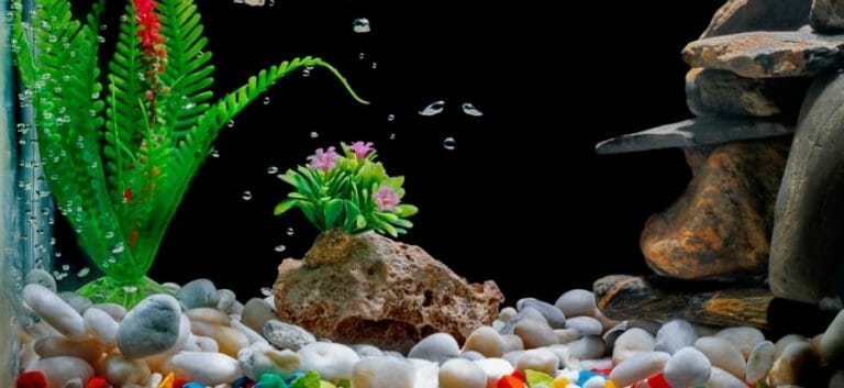 Aquarium Sand Vs Gravel – Best substrate for your fish tank?