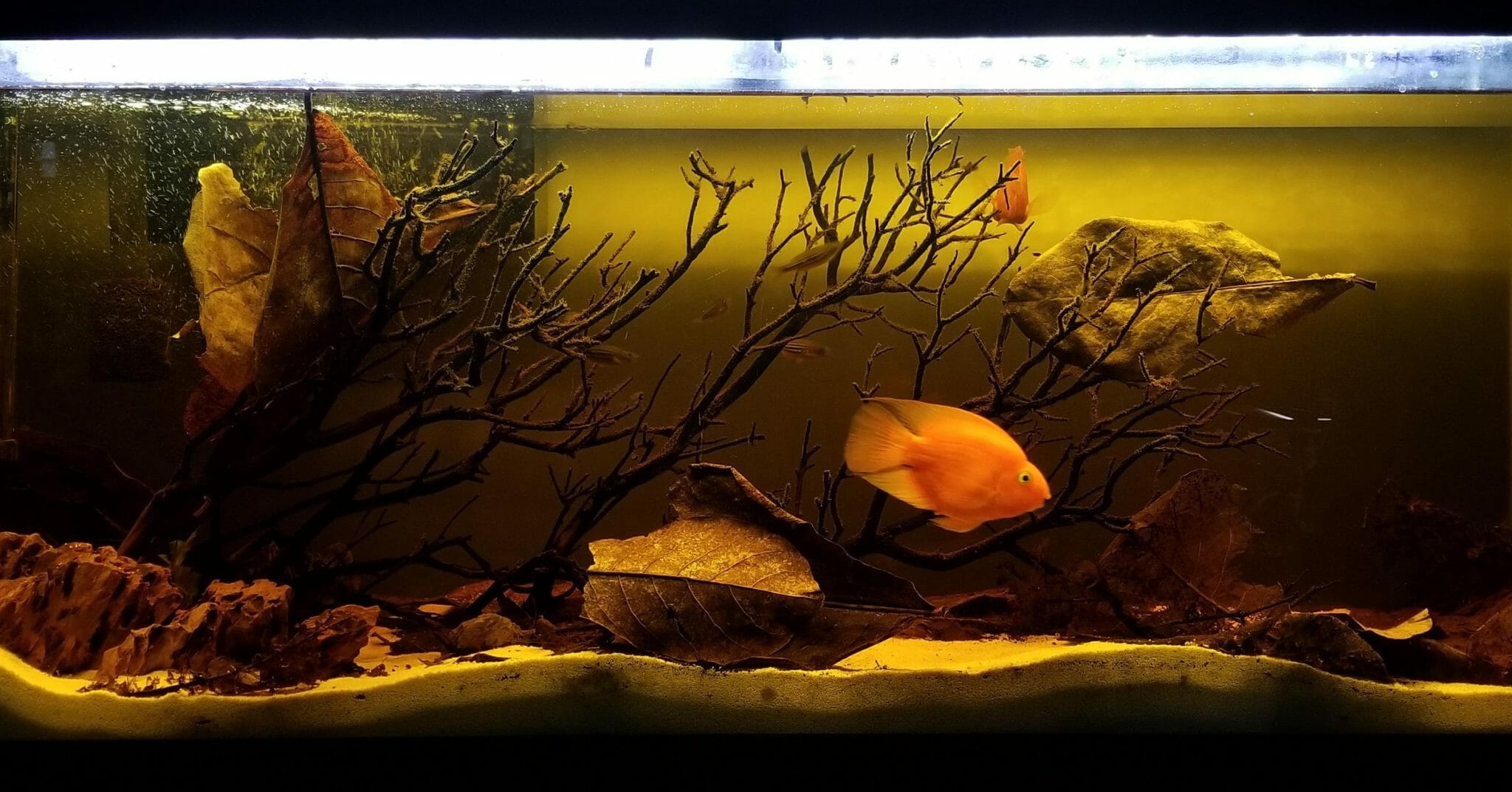 How To Remove Tannins From Aquarium Water It's Easy! HomeTanks