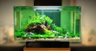 Can I Use Grow Light For Aquarium? Things You Don’t Know