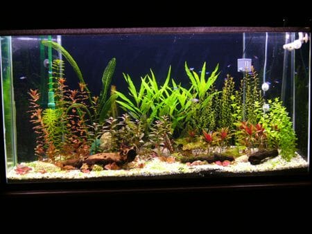 How To Get Perfect Water Clarity for Your Aquarium? Step By Step Guide