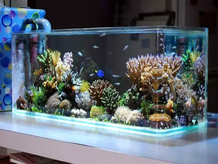 How To Remove Silicone From Glass Aquarium