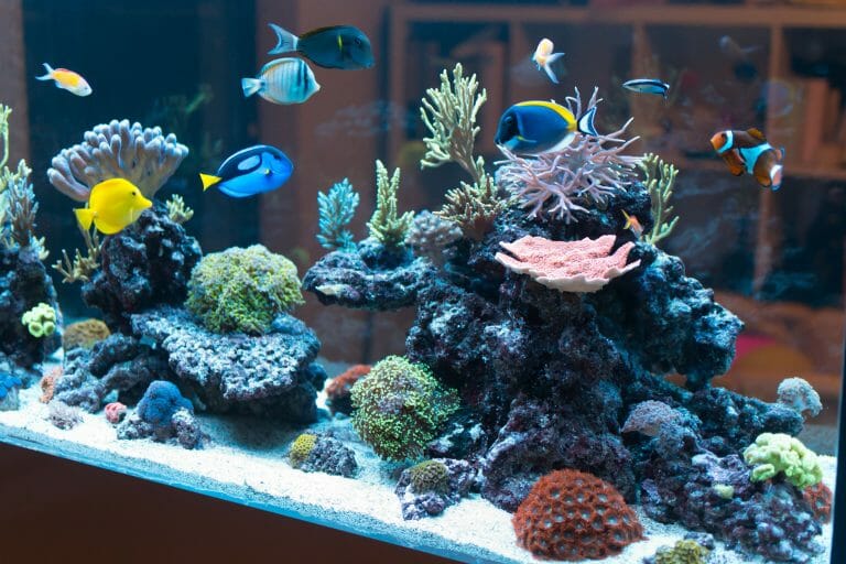 How To Make Tap Water Safe for Saltwater Aquariums