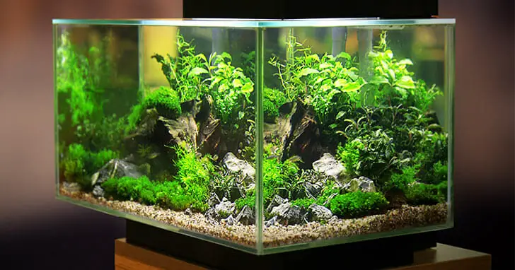 How to Prevent Hard Water Stains and Build-Up in Your Aquarium: 11 Top Tips
