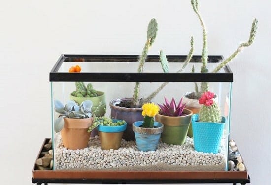 What To Do With Old Aquarium? Awesome Things You Can Do WIth It
