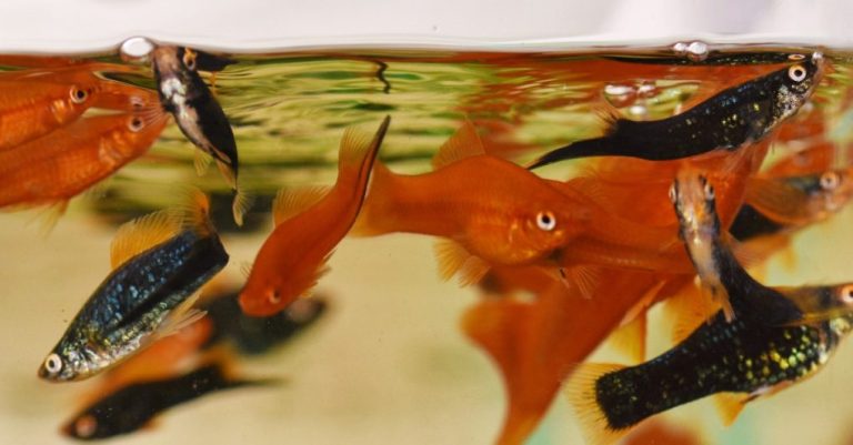 How Long Do Aquarium Fish Live?