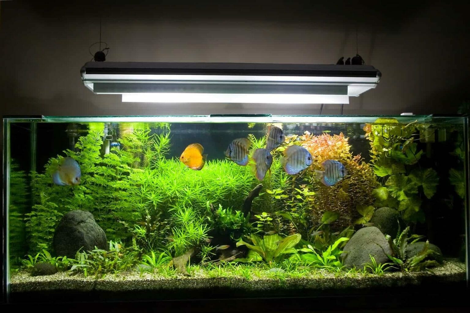 Will UV Light Kill Algae in Aquarium?