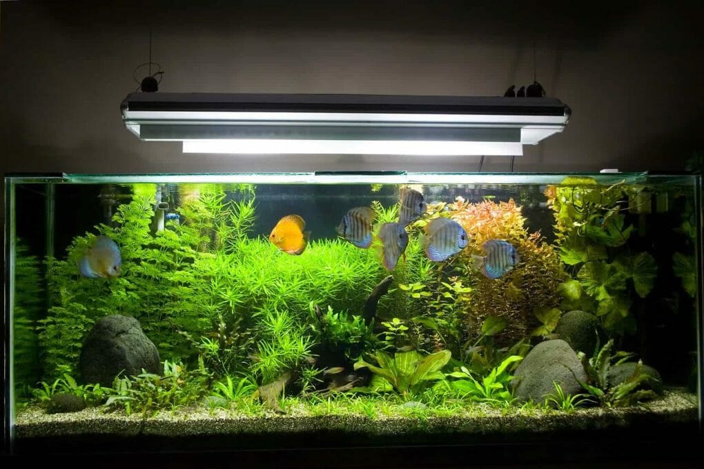 Will UV Light Kill Algae in Aquarium?