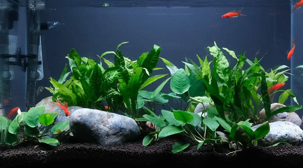 So, do aquarium plants absorb ammonia?