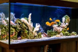 How to Repair A Fish Tank Leak - 6 Steps The Pros Do It With Ease