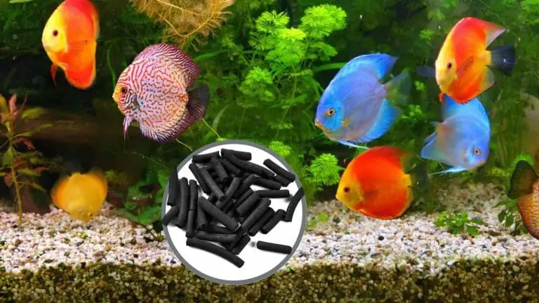 Do I need Carbon in My Aquarium Filter? All You need to Know!