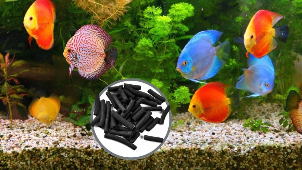Do I need Carbon in My Aquarium Filter? All You need to Know! HomeTanks