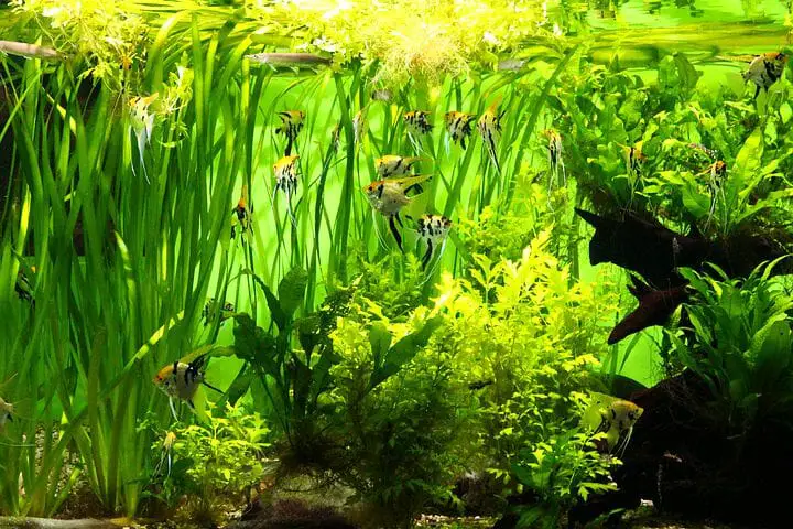 Do Aquarium Plants Absorb Ammonia?