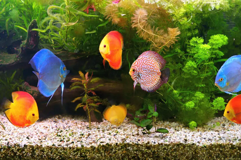 How Much Gravel Do I Need For an Aquarium? A Guide To Choosing The ...