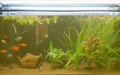 How To Remove Tannins From Aquarium Water: It’s Easy!