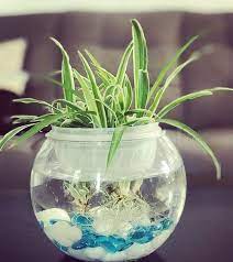 Can I Grow Spider Plant in Aquarium? - HomeTanks