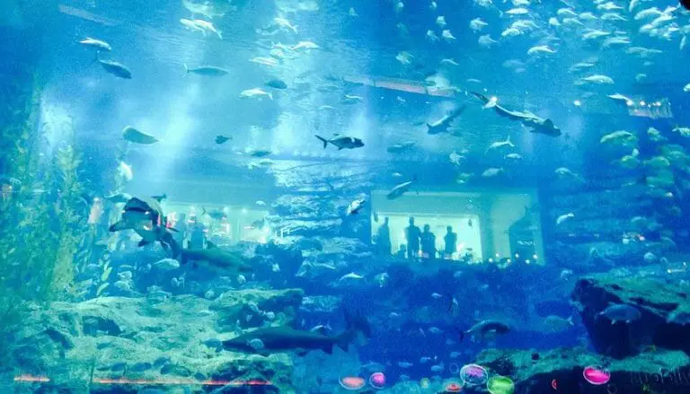Best Way To Apply Aquarium Background