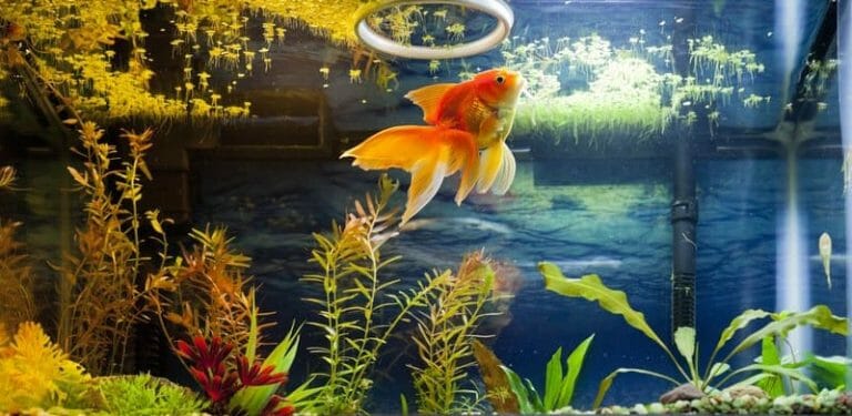 How To Get Rid Of Duckweed In Aquarium? 6 Easy Steps!