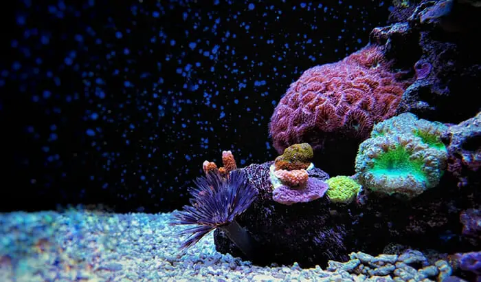 How to Get Rid of Detritus Worms in Aquarium?
