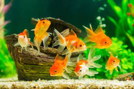 How Long Do Aquarium Fish Live?