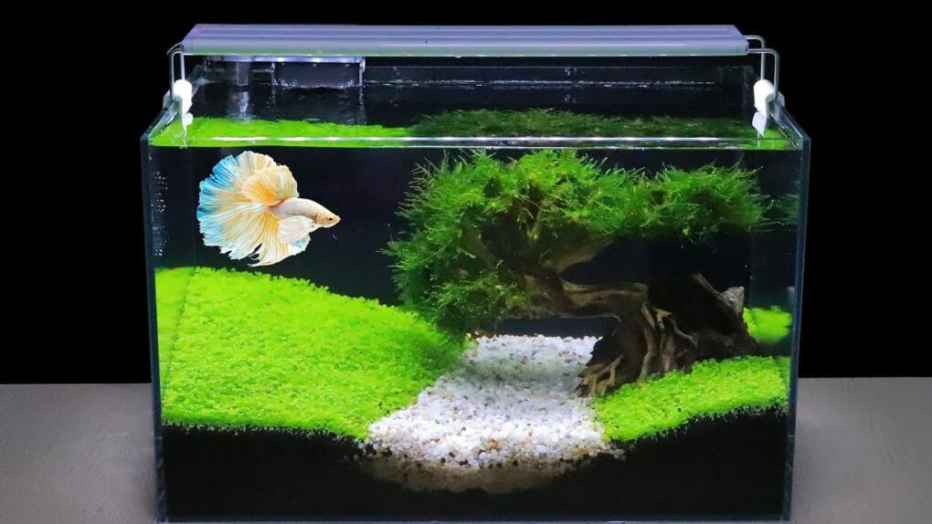 Is Aquarium Water Good For Plants? Surprising Facts