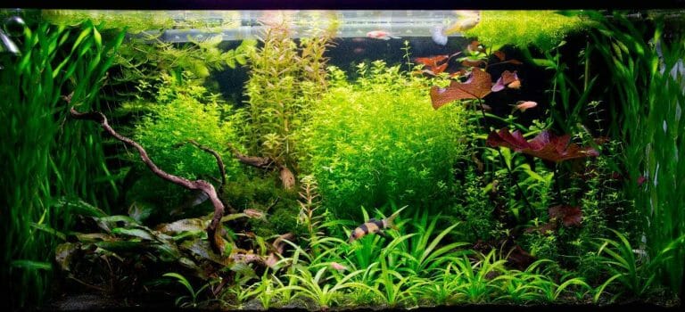 Is Aquarium Water Good For Plants? Surprising Facts