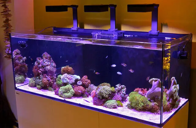 How To Fix a Cracked Aquarium?