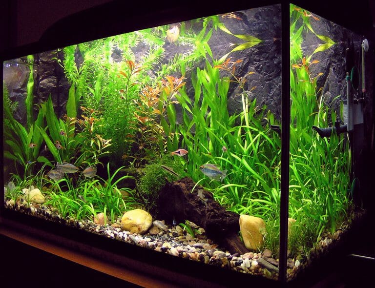 How to Build a Plywood Aquarium: Materials and Instructions