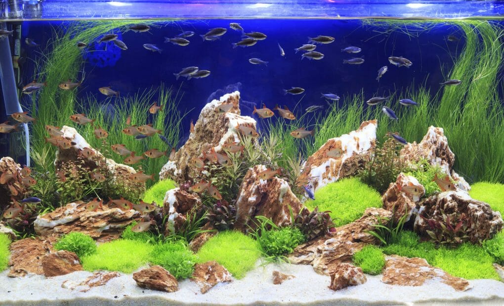 How to Heat Aquarium Without Heater 8 Best Practices HomeTanks