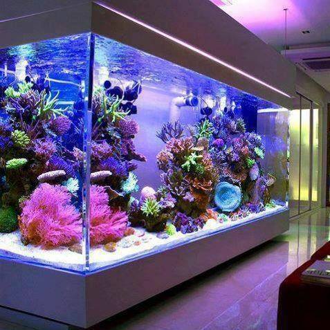 8 Best Aquarium Suction Cup Alternatives