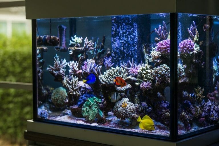 How Often Do Aquariums Leak? Causes, Solutions & Prevention!