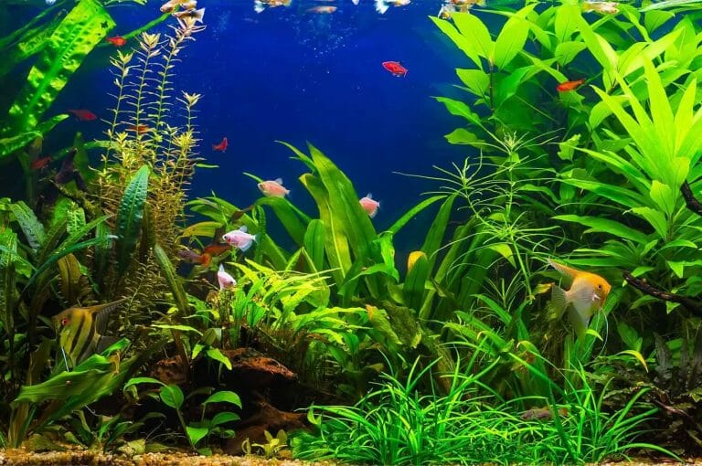 How to Weigh Down Aquarium Decorations