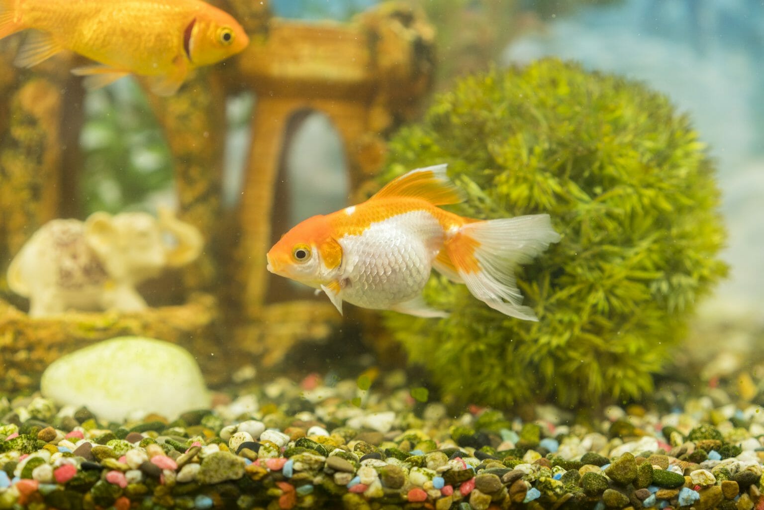 How to Change Aquarium Gravel StepbyStep Guide HomeTanks